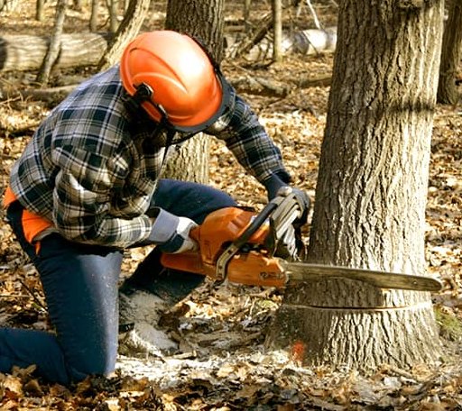 Tree Removal in Anderson, IN